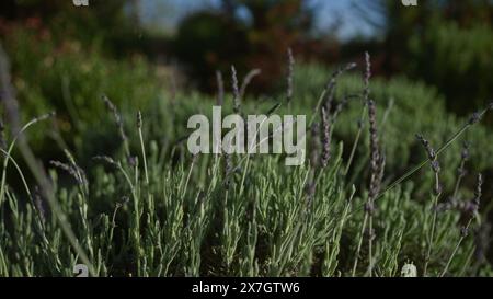 Piante di lavanda in un lussureggiante giardino all'aperto in puglia, italia meridionale, che mostra i fragranti fiori viola e il verde fogliame sotto il cielo blu. Foto Stock