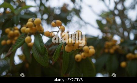 Primo piano di un loquat, eriobotrya japonica, con frutti gialli e foglie verdi che crescono all'aperto in puglia, italia. Foto Stock