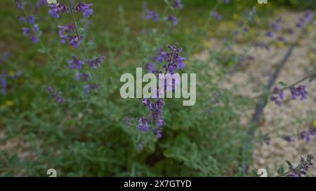 Primo piano della cataria nepeta con fiori viola che fioriscono all'aperto in un giardino in puglia, italia meridionale, che mostra il beau vibrante e naturale Foto Stock