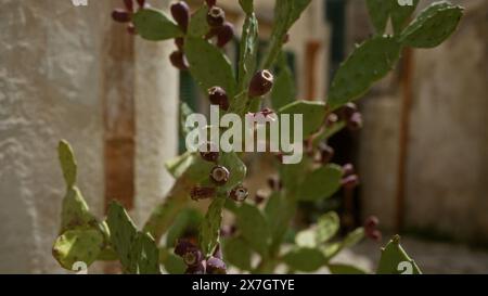 Un cactus di fico d'India opuntia ficus-indica con frutti viola cresce all'esterno di un edificio rustico in puglia, italia meridionale, illuminato da un luminoso sole Foto Stock