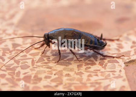 Blatta orientalis, Cockroach orientale Foto Stock