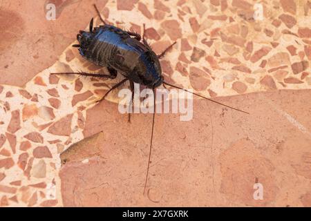 Blatta orientalis, Cockroach orientale Foto Stock