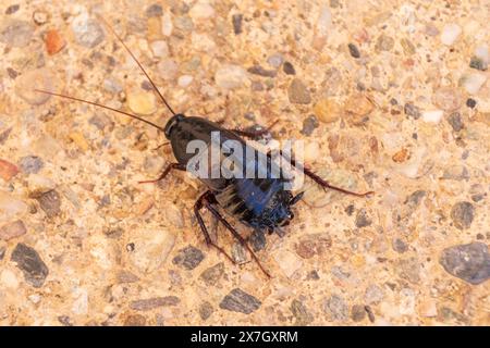 Blatta orientalis, Cockroach orientale Foto Stock
