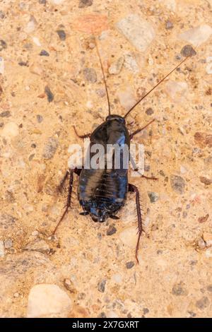 Blatta orientalis, Cockroach orientale Foto Stock