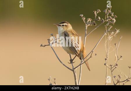 Kloster Lehnin, Germania. 29 aprile 2024. 29.04.2024. Una parula per cucire (Acrocephalus schoenobaenus) si trova nella riserva naturale Rietzer SEE nel comune di Kloster Lehnin sulle piante essiccate alla luce del sole della sera. Qui si estendono prati naturali e vaste aree ricoperte di canne. Questo attrae insetti su cui vivono le parula. Credito: Wolfram Steinberg/dpa credito: Wolfram Steinberg/dpa/Alamy Live News Foto Stock