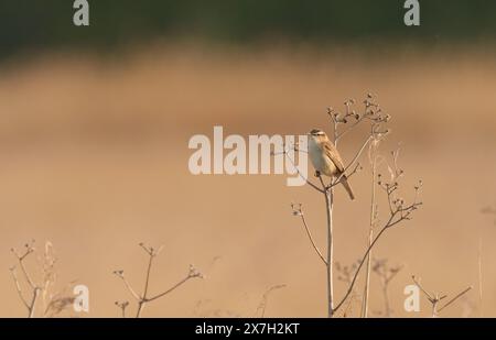 Kloster Lehnin, Germania. 29 aprile 2024. 29.04.2024. Una parula per cucire (Acrocephalus schoenobaenus) si trova nella riserva naturale Rietzer SEE nel comune di Kloster Lehnin sulle piante essiccate alla luce del sole della sera. Qui si estendono prati naturali e vaste aree ricoperte di canne. Questo attrae insetti su cui vivono le parula. Credito: Wolfram Steinberg/dpa credito: Wolfram Steinberg/dpa/Alamy Live News Foto Stock