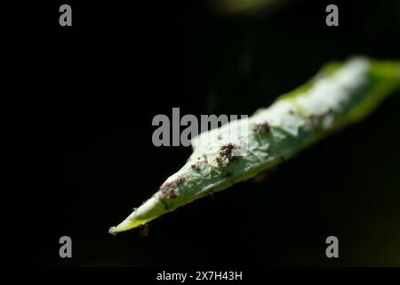 Afidi sulla foglia di caprifoglio (Lonicera) su sfondo nero. Messa a fuoco selettiva Foto Stock