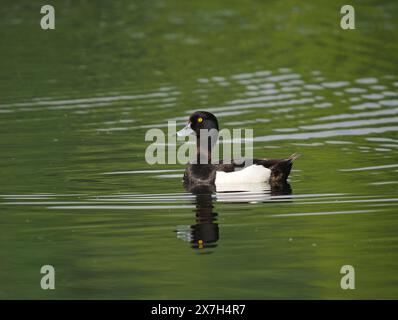 Anatra di tufted drake adulta su un lago a Warrington, maggio 2024. Foto Stock