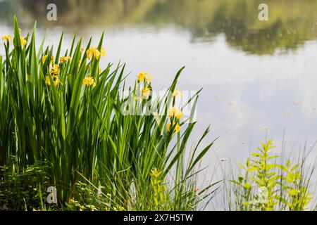 Iris flag, Iris pseudacorus che cresce accanto a un lago nella tarda primavera Foto Stock