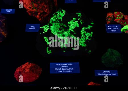 Minerali fluorescenti sotto la luce ultravioletta nello Utah Field House of Natural History Museum. Vernal, Utah. Foto Stock