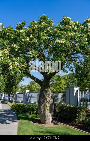 Un albero bianco di seta, Ceiba insignis, in fiore sul terreno del Tempio Argentina di Buenos Aires della Chiesa di Gesù Cristo del Sain degli ultimi giorni Foto Stock