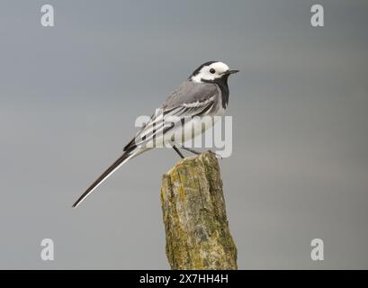 Rieben, Germania. 18 maggio 2024. 18.05.2024. Una coda d'acqua bianca (Motacilla alba) sorge su un vecchio palo in legno in una riserva naturale sul Lago di Rieben nel Brandeburgo. L'acqua del lago può essere vista dietro di esso, riflettendo il cielo grigio. Credito: Wolfram Steinberg/dpa credito: Wolfram Steinberg/dpa/Alamy Live News Foto Stock