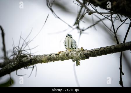 Uccello bianco e nero appollaiato su un ramo che guarda la telecamera Foto Stock