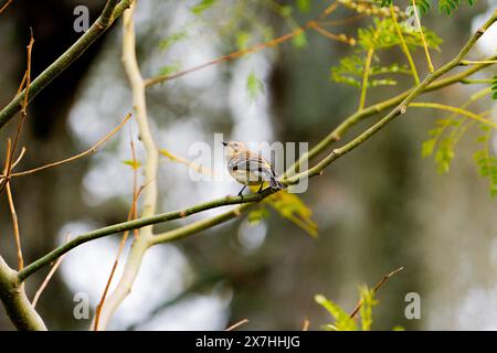 Uccello marrone e giallo appollaiato su un ramo Foto Stock