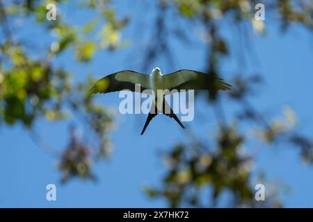 Uccello bianco e nero che vola sopra un albero. Foto Stock