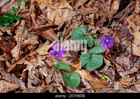 Le violette con piccoli fiori viola con fogliame rotondo sono una delle prime piante a emergere attraverso le foglie cadute a terra in una calda giornata a earl Foto Stock