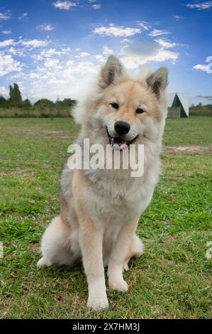 ritratto di un eurasier in natura Foto Stock