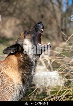Immagine di una razza sheepdog belga malinois nel fiume Foto Stock
