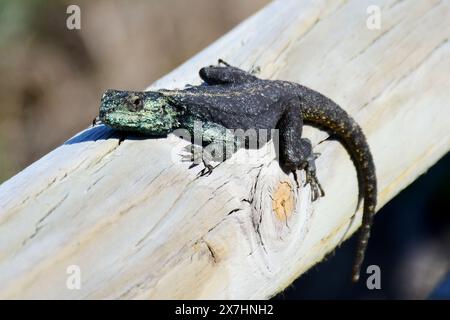 Crogiolando la lucertola agama Agama atra in colori di accoppiamento a Cape of Good Hope, Sud Africa Foto Stock