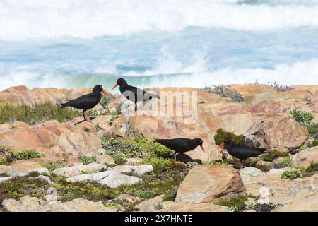 African Oystercatchers, Plettenberg Bay, Robberg Peninsula Nature Reserve, Sudafrica Foto Stock