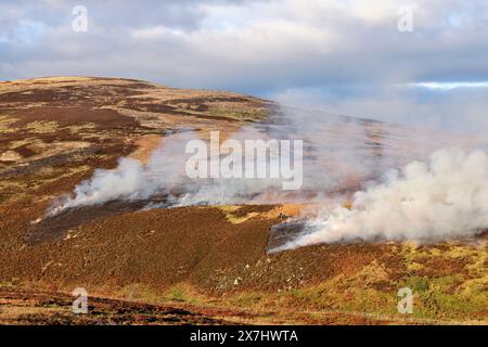 Muir Burning - combustione controllata della lira matura (Calluna vulgaris) in primavera sulla brughiera gestita. Foto Stock