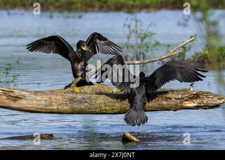 Due giovani grandi cormorani (Phalacrocorax carbo) atterrano sul tronco caduto dell'albero nello stagno e si allungano le ali per asciugare le piume bagnate in primavera Foto Stock