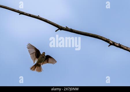 Pipito d'albero (Anthus trivialis / Alauda trivialis) atterrando nell'albero mentre canta in primavera Foto Stock