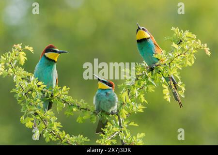 Mangiatore di api europeo o mangiatore di api europeo, Merops apiaster, tre adulti appollaiati su un ramo nel cespuglio basso, Bulgaria Foto Stock