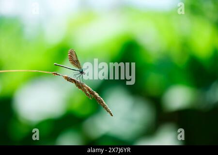 Una libellula verde siede su una lama d'erba sopra l'acqua. Macro fotografia naturalistica Foto Stock