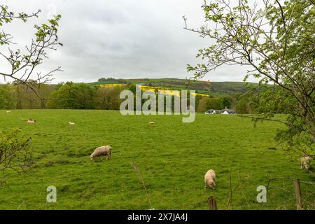 Le pecore pascolano in un campo vicino alla città di Galashiels nella zona di confine della Scozia. Foto Stock