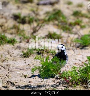 Coda d'acqua bianca a terra nelle zone umide Foto Stock