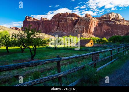 Lo splendido paesaggio del Capitol Reef National Park, Utah, USA. I fiori selvatici primaverili punteggiano il paesaggio di sabbia rossa all'inizio dell'estate. Foto Stock