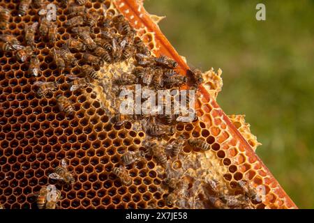 Cornici di un alveare appena preso da alveare con miele dolce. Api affollate sul nido d'ape giallo con celle aperte e sigillate per il miele dolce. Miele di api Foto Stock