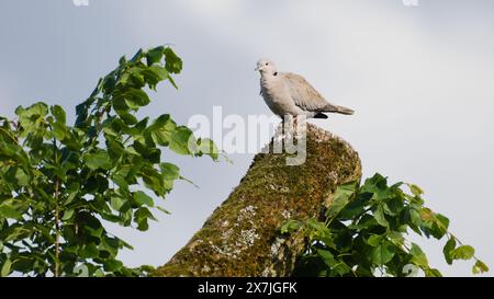 Streptopelia decaocto, nota anche come colomba eurasiatica, arroccata sull'albero in zona residenziale. Isolato sullo sfondo del cielo. Foto Stock