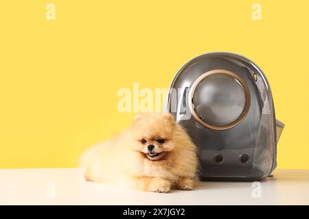 Simpatico cane della Pomerania con porta zaino sul tavolo su sfondo giallo Foto Stock