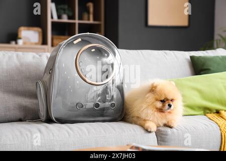 Simpatico cane della Pomerania con porta zaino disteso sul divano di casa Foto Stock