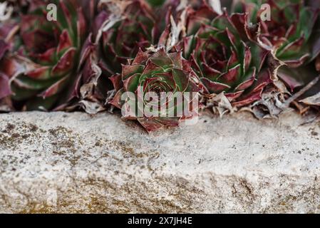 Sempervivum nella ciotola di pietra in primavera. Sempervivum è un genere di circa 40 specie di piante da fiore della famiglia Crassulaceae. Foto Stock