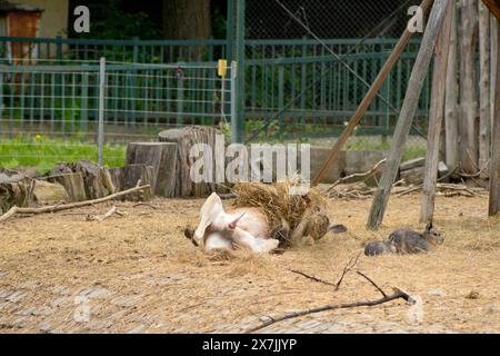 rufus di Osphranter di canguro rosso maschili giocoso in un habitat di recinzione nello zoo di Sofia, Sofia Bulgaria, Europa orientale, Balcani, UE Foto Stock