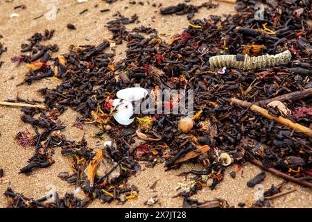 alghe sulla spiaggia. problemi ecologici. Dopo una tempesta su una spiaggia di Valencia, in Spagna, ci sono molte alghe e detriti. primo piano Foto Stock