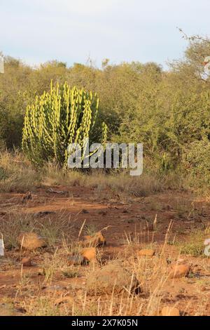 Afrikanischer Busch - Kaktus / African Bush - Cactus / Cactaceae Foto Stock