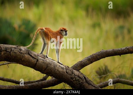 Scimmia patas comune - Erythrocebus patas anche scimmia ussara, scimmia che dimora al suolo distribuita nell'Africa occidentale e orientale, stare in piedi e guardia sulla tr Foto Stock