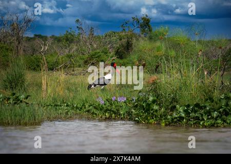 Cicogna a bisella - Ephippiorhynchus senegalensis o bisella, uccello in ciconide, dorso bianco e nero e testa rossa e gialla. Foto Stock