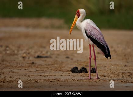 Cicogna dal becco giallo - Mycteria ibis anche cicogna di legno o ibis, grande cicogna africana a Ciconiidae, diffusa a sud del Sahara e del Madagascar, Foto Stock