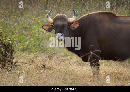 Il gaur - Bos gaurus, anche bisonte indiano, ritratto su sfondo verde, il più grande bovino esistente originario dell'Asia meridionale e del sud-est asiatico, in India. Foto Stock