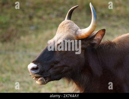 Il gaur - Bos gaurus, anche bisonte indiano, ritratto su sfondo verde, il più grande bovino esistente originario dell'Asia meridionale e del sud-est asiatico, in India. Foto Stock