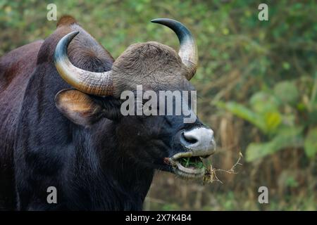 Il gaur - Bos gaurus, anche bisonte indiano, ritratto su sfondo verde, il più grande bovino esistente originario dell'Asia meridionale e del sud-est asiatico, in India. Foto Stock