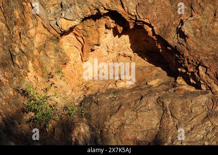 Afrikanischer Busch - Krügerpark / Bush africano - Kruger Park / Foto Stock