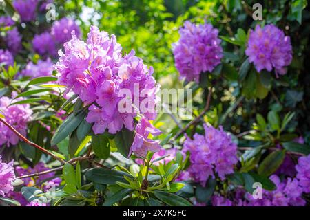 Ein Rhododendron in voller Blüte in einem garten a Köln. Die Rhododendren sind eine Pflanzengattung innerhalb der Familie der Heidekrautgewächse Ericaceae . Rhododendron *** Un rododendro in piena fioritura in un giardino di Colonia i Rhododendron sono un genere di piante della famiglia heather Ericaceae Rhododendron Foto Stock