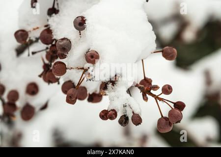 Un primo piano di un ramo coperto di neve e frutti di bosco congelati durante l'inverno a Boise, Idaho, Stati Uniti. Foto Stock