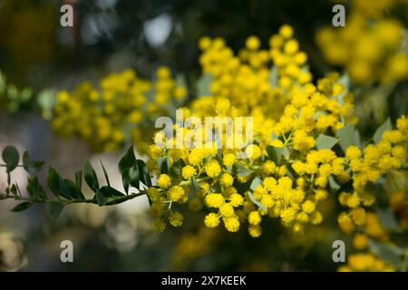 Australian acacia cultriformis luminose fiori gialli Foto Stock